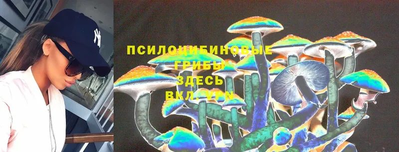 Псилоцибиновые грибы Psilocybe  Алексин 